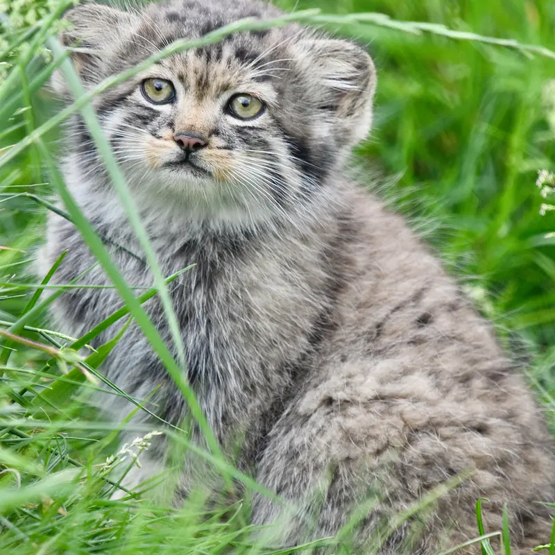 A photograph of a Pallas's cat in Port Lympne Wild Animal Park