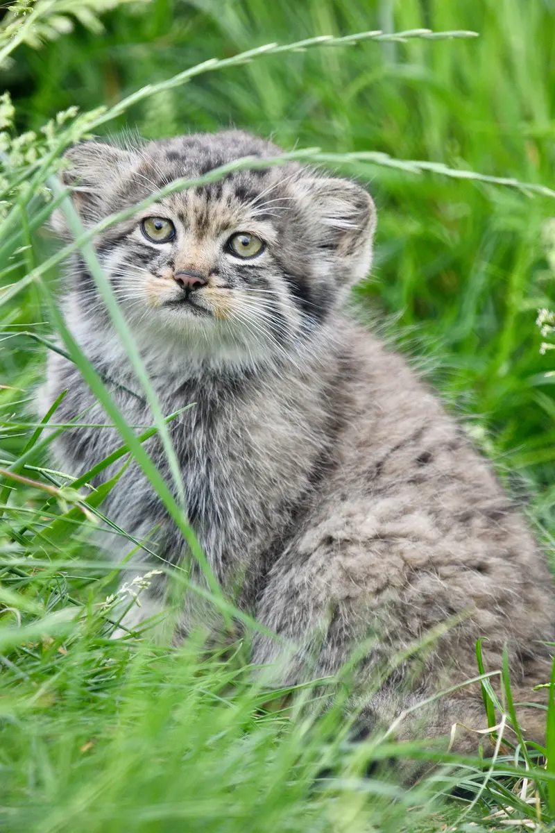 A photograph of a Pallas's cat in Port Lympne Wild Animal Park