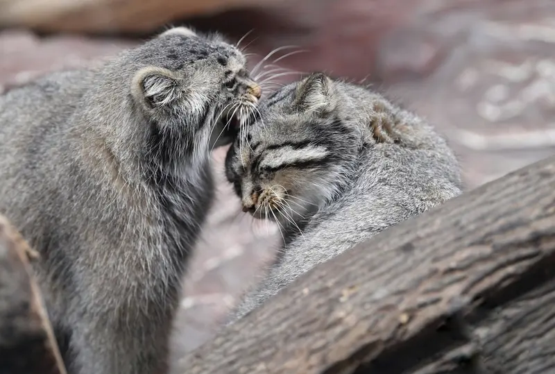 A photograph of a Pallas's cat