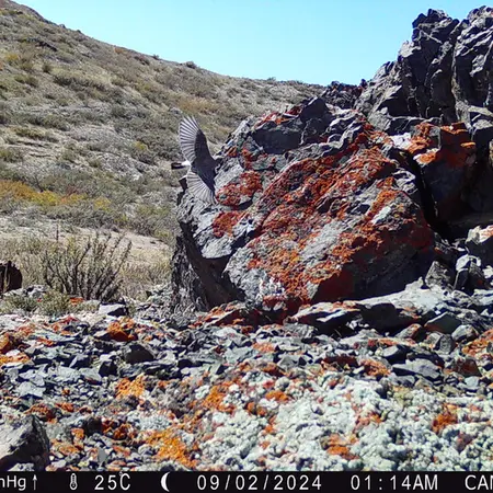 A photograph of a Pallas&#039;s cat from Zhilandy camera trap