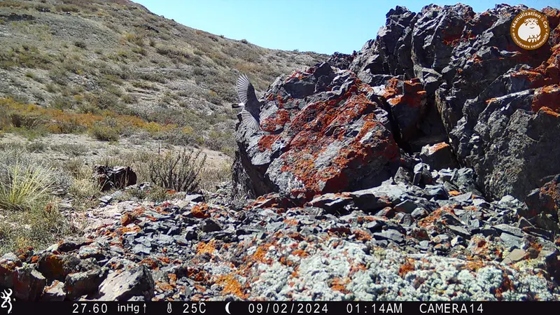 A photograph of a Pallas&#039;s cat from Zhilandy camera trap