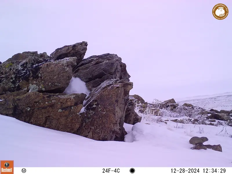 A photograph of Pika from Karashoky camera trap
