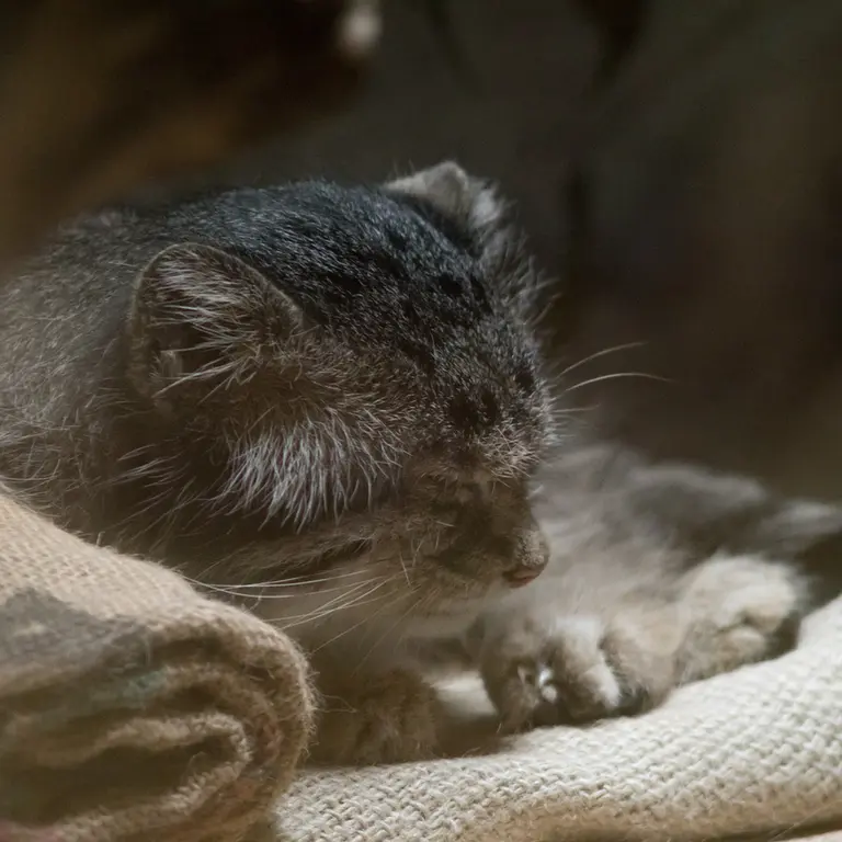 A photograph of Klyon in Ueno Zoological Gardens