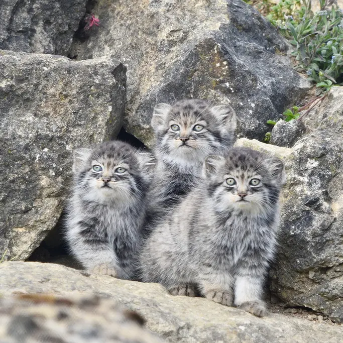 A photograph of a Pallas's cat in Port Lympne Wild Animal Park
