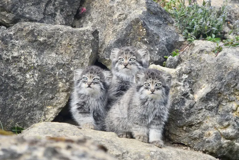 A photograph of a Pallas's cat in Port Lympne Wild Animal Park