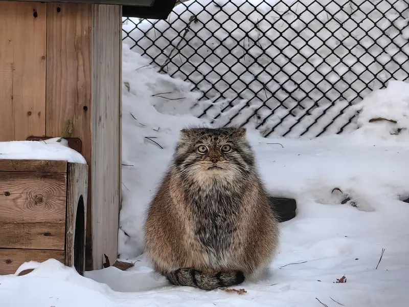 A photograph of Lastochka in Novosibirsk Zoo