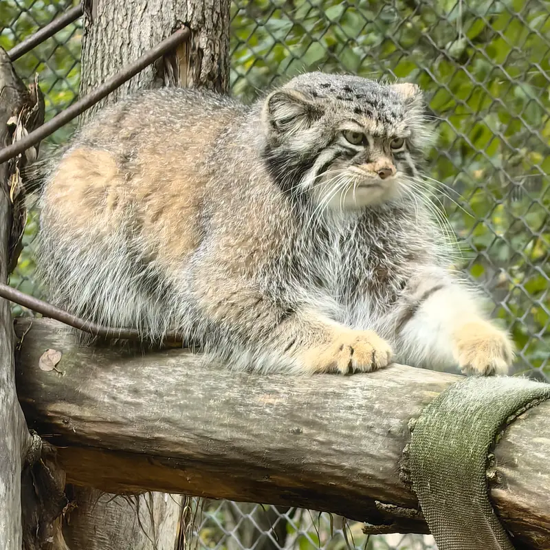 A photograph of Eve in Novosibirsk Zoo