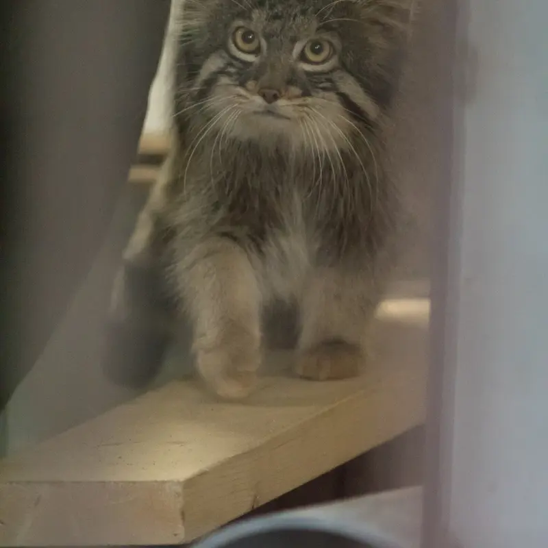 A photograph of Figa in Nogeyama Zoo