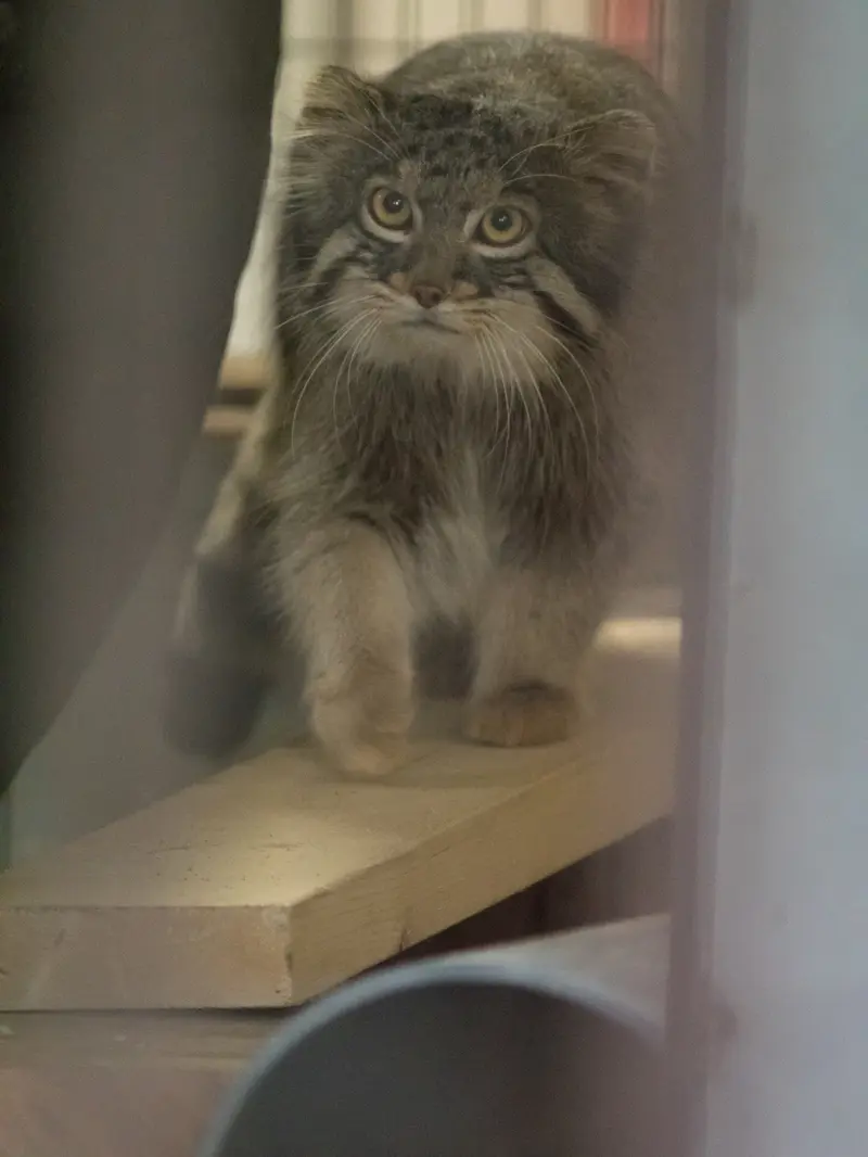 A photograph of Figa in Nogeyama Zoo