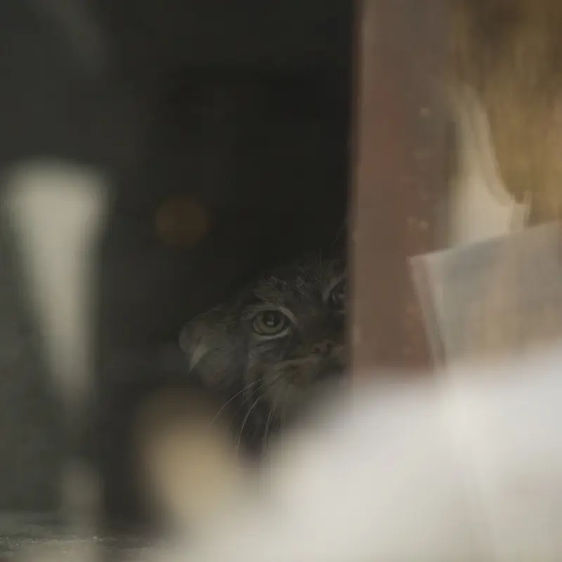 A photograph of Shafran in Ueno Zoological Gardens