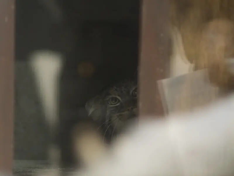 A photograph of Shafran in Ueno Zoological Gardens