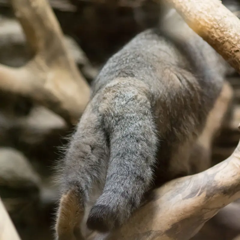A photograph of Klyon in Ueno Zoological Gardens