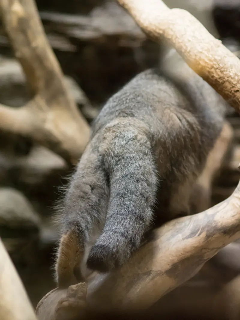 A photograph of Klyon in Ueno Zoological Gardens