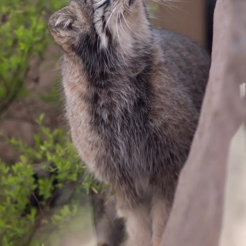 A photograph of Oto in Saitama Children's Zoo