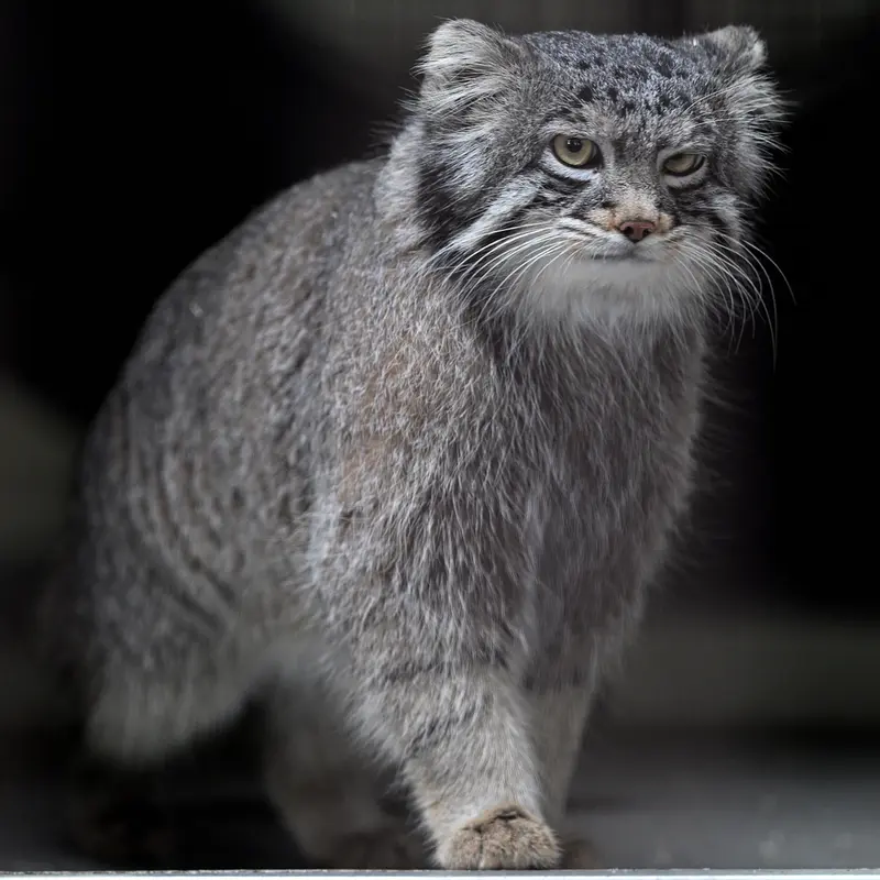 A photograph of Figa in Nogeyama Zoo
