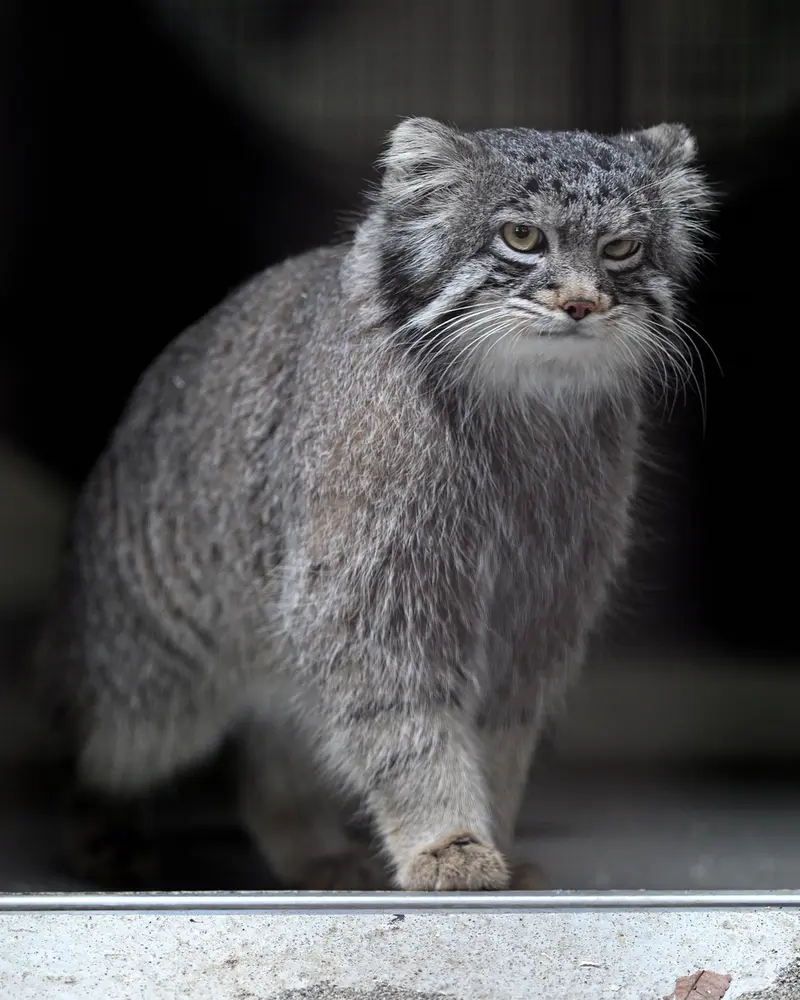 A photograph of Figa in Nogeyama Zoo