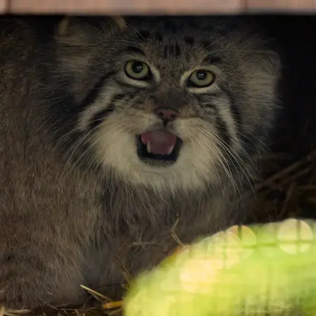 A photograph of Genghis in Kraków Zoo