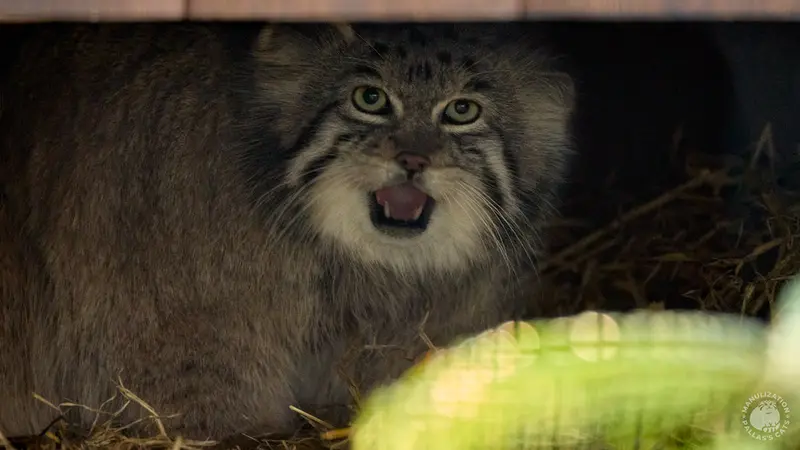 A photograph of Genghis in Kraków Zoo