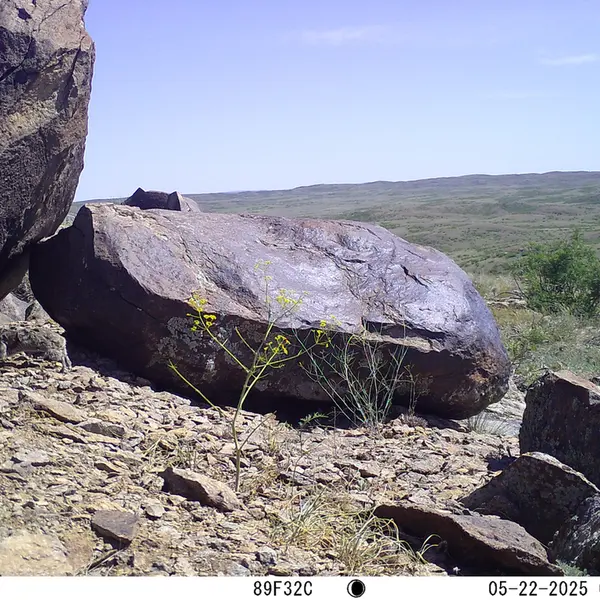 A photograph of Kazakh pika from Koshkar camera trap