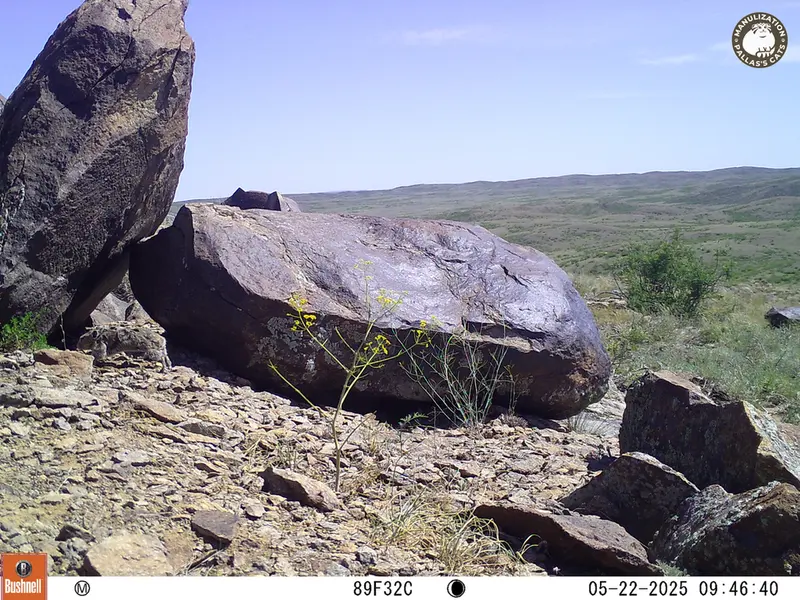 A photograph of Kazakh pika from Koshkar camera trap