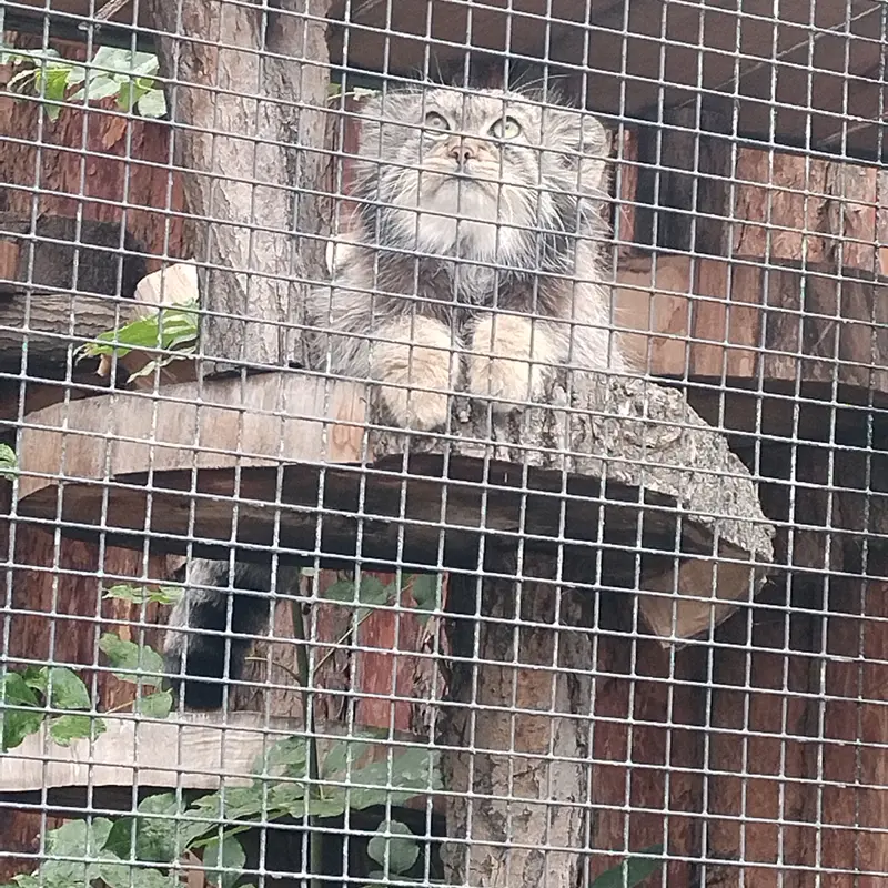 A photograph of Shu in Leningrad zoo