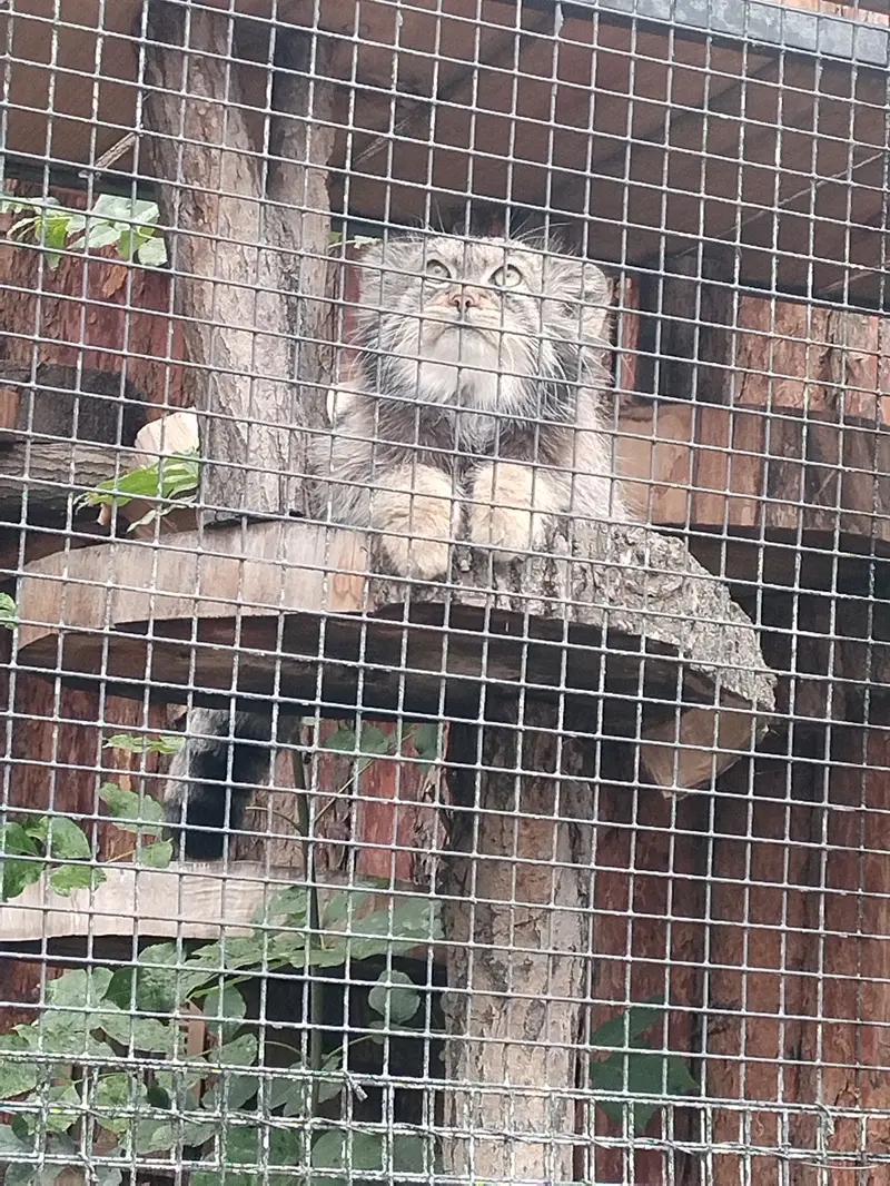A photograph of Shu in Leningrad zoo