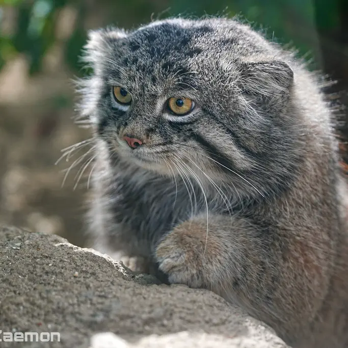 A photograph of Nar in Kobe Animal Kingdom
