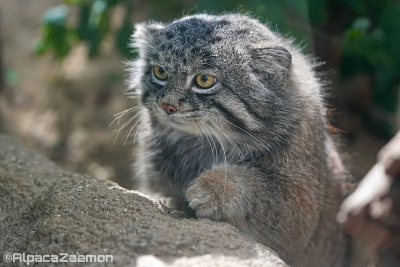 A photograph of Nar in Kobe Animal Kingdom