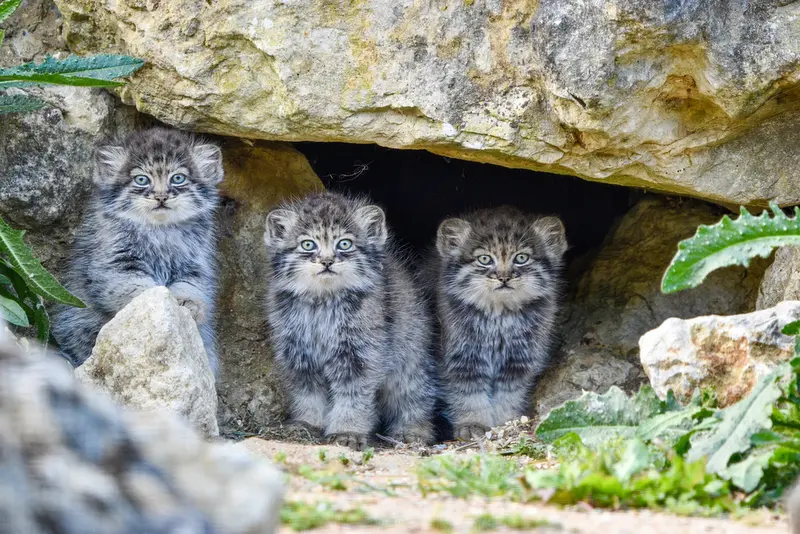 A photograph of a Pallas's cat