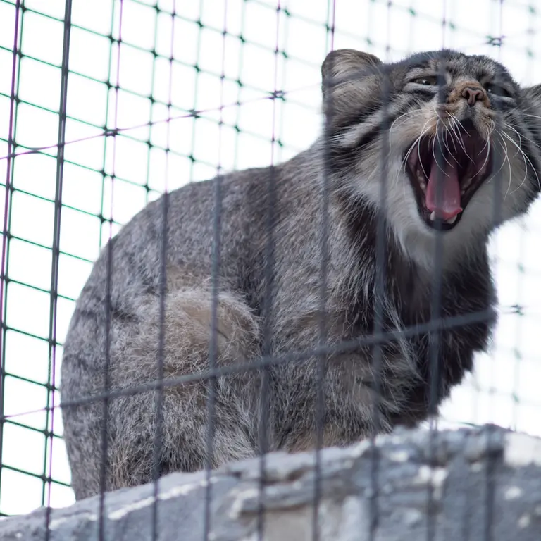 A photograph of Hide in Asahiyama Zoo