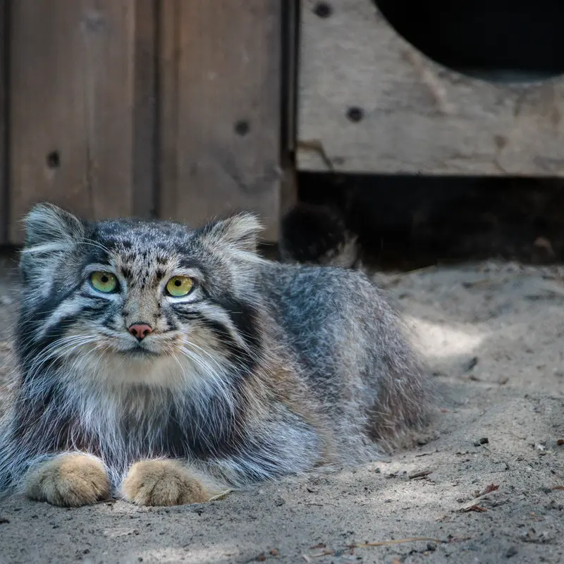 A photograph of Lolo in Novosibirsk Zoo