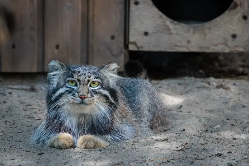 A photograph of Grey in Novosibirsk Zoo