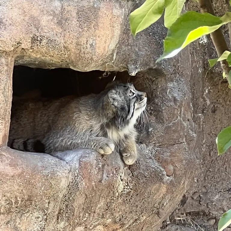 A photograph of Phyllaris in Utah's Hogle Zoo