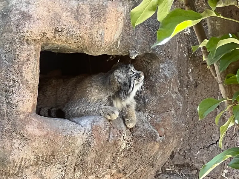A photograph of Phyllaris in Utah's Hogle Zoo