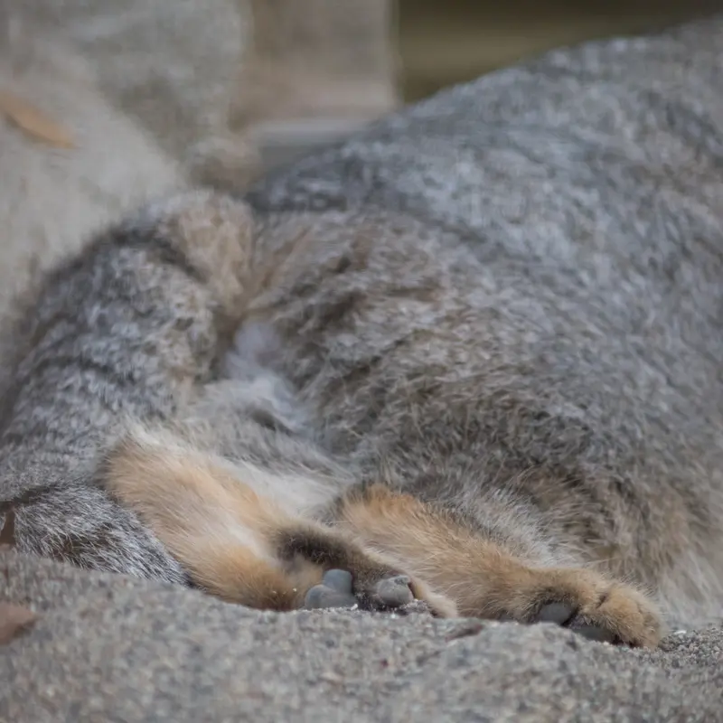 A photograph of Figa in Nogeyama Zoo