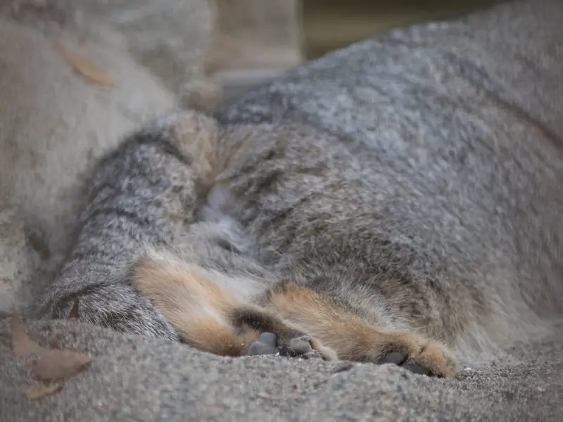 A photograph of Figa in Nogeyama Zoo