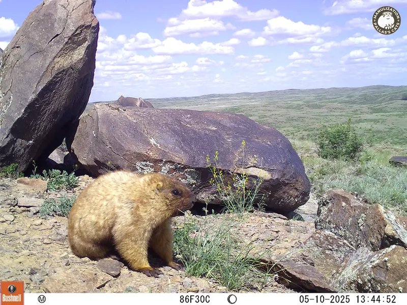 A photograph of Gray marmot from Koshkar camera trap