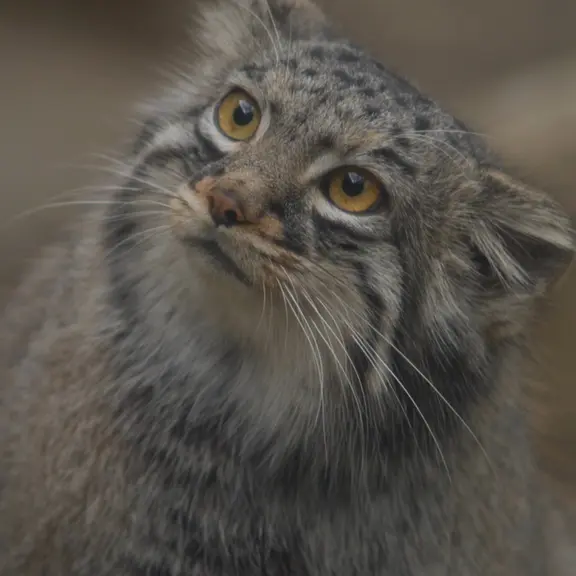 A photograph of a Pallas's cat in Kobe Animal Kingdom
