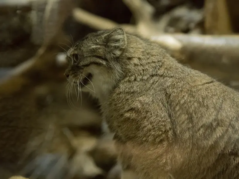 A photograph of Primula in Ueno Zoological Gardens