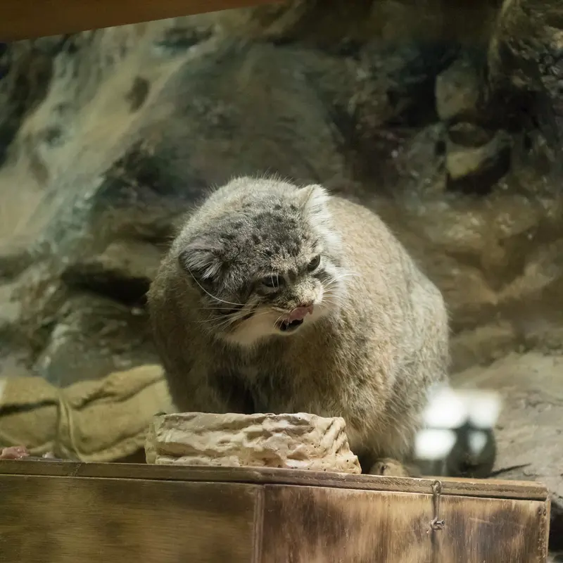 A photograph of Primula in Ueno Zoological Gardens