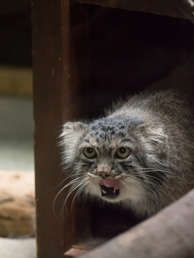 A photograph of Shafran in Ueno Zoological Gardens