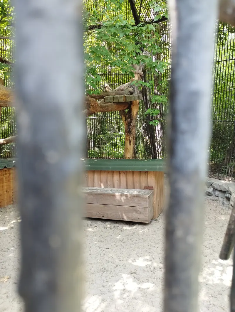 A photograph of a Pallas's cat in Novosibirsk Zoo