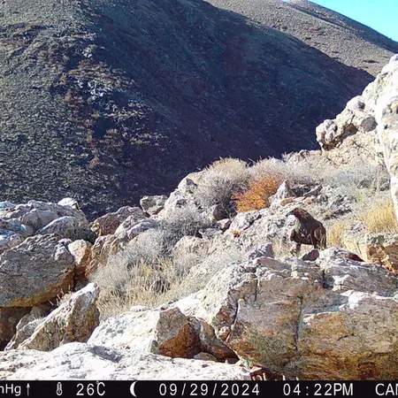 A photograph of Golden Eagle from Zhundy 2 camera trap