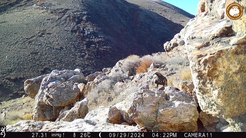 A photograph of Golden Eagle from Zhundy 2 camera trap