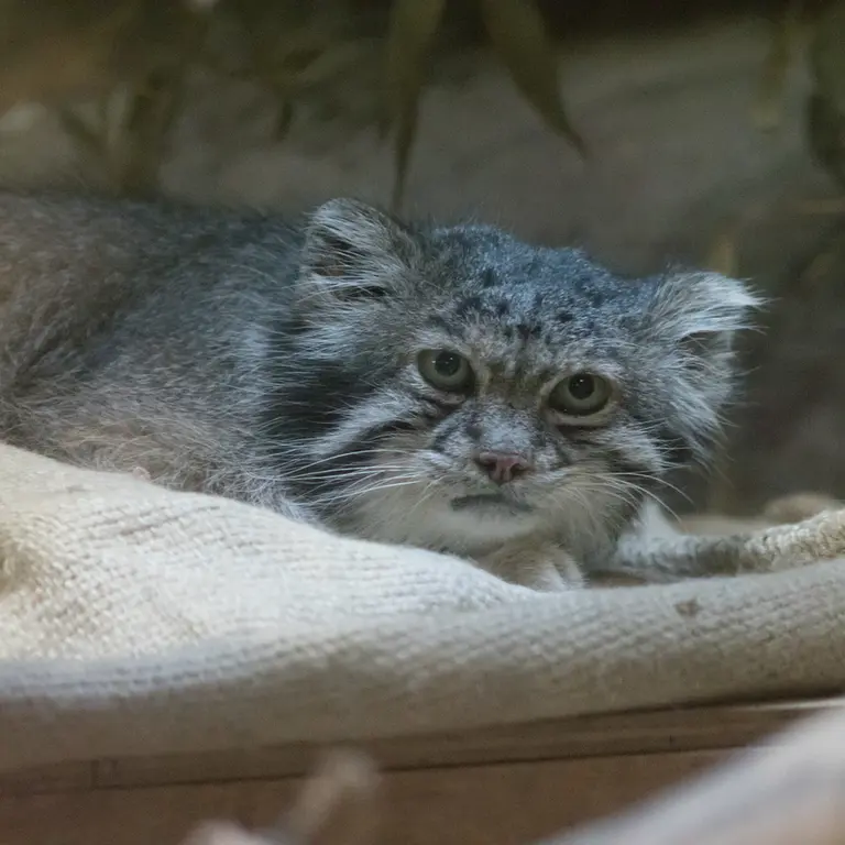 A photograph of Klyon in Ueno Zoological Gardens