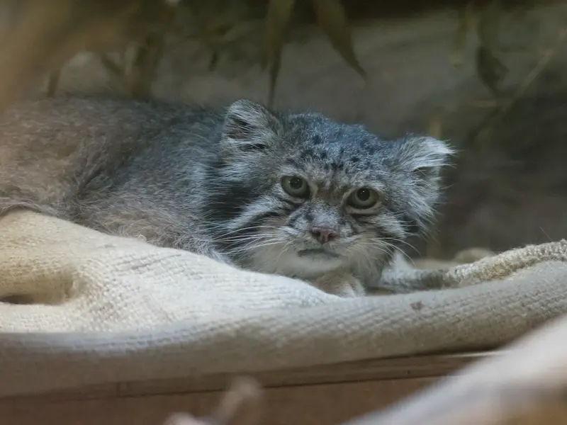 A photograph of Klyon in Ueno Zoological Gardens