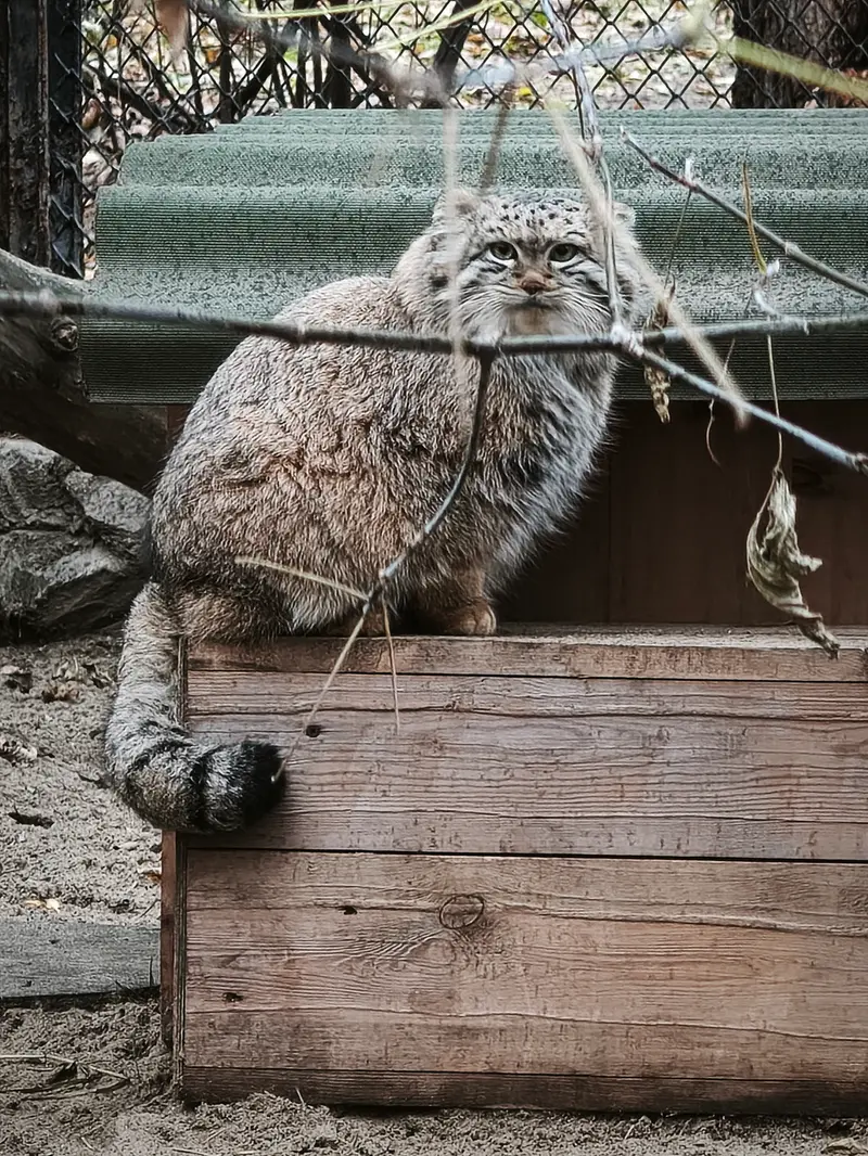 A photograph of Snezhana in Novosibirsk Zoo