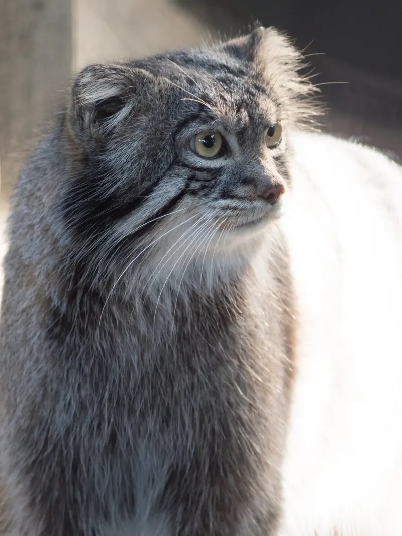 A photograph of Figa in Nogeyama Zoo