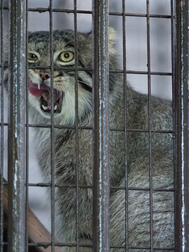 A photograph of Figa in Nogeyama Zoo
