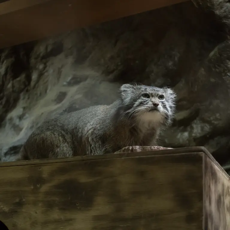 A photograph of Klyon in Ueno Zoological Gardens